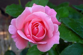 玫瑰花 玫瑰 花卉 红色玫瑰花