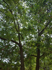 樟树