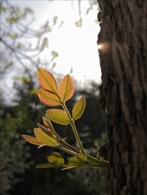 春芽