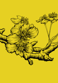 春季手绘花卉系列-桃花