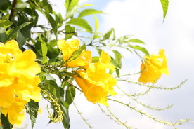 普吉岛黄蝉花
