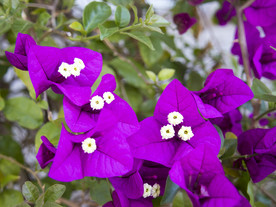 紫色鲜花