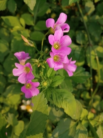 四叶草花