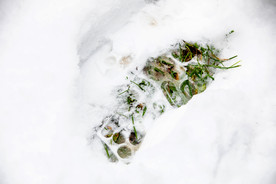 雪上的脚印