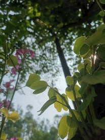 嫩枝