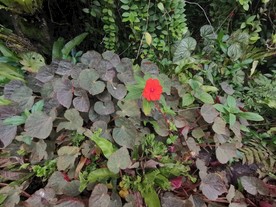 小红花