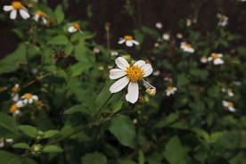 白花鬼针草