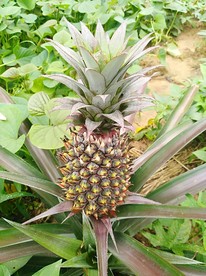 海南菠萝 海南凤梨