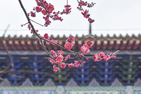 朱砂梅 梅花