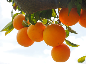 桔子橘子橙子图片