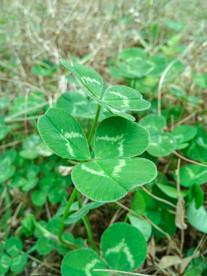 四叶草 绿叶 幸运草 爱情