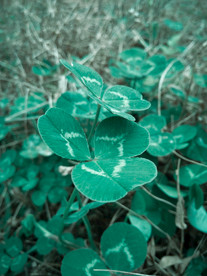 四叶草 绿叶 幸运草 爱情