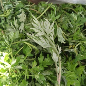 艾草 艾叶