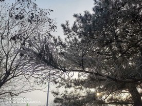 雪景