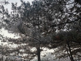 雪景
