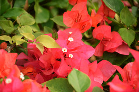 叶子花