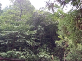 森林