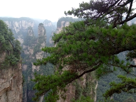 山景松树