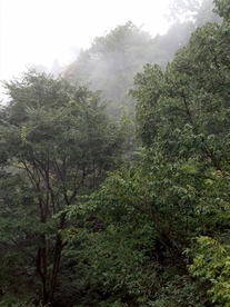 雾气