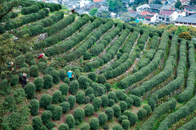 茶叶 采茶 西湖龙井