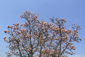 玉花树枝