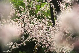 红樱花