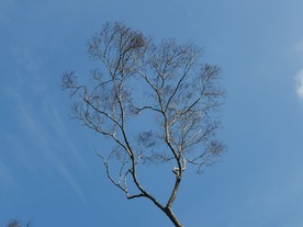 树枝与天空
