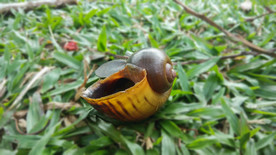 蜗牛壳