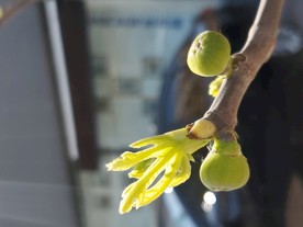 春芽 绿色 无花果发芽