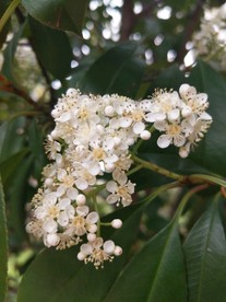 石楠花