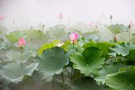 荷花池