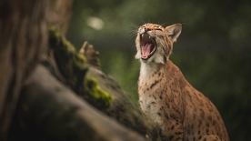 山猫野生动物野兽背景