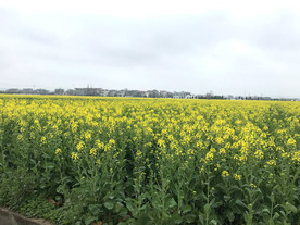 油菜花