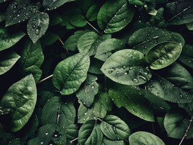 植物摄影