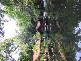 竹林茅屋