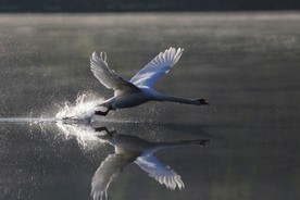 天鹅 大天鹅 天鹅湖 天鹅泉
