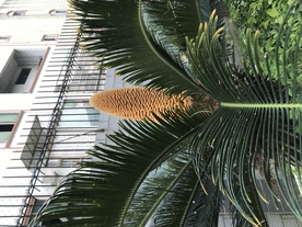 棕树花