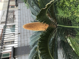 棕树花