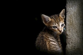 猫 小猫 花猫 猫咪 动物