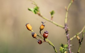 嫩叶 绿叶 嫩芽发芽 发芽嫩树