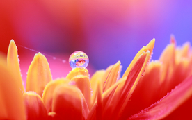 花瓣上的水珠