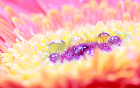 花瓣上的水珠