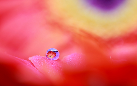 花瓣上的水珠