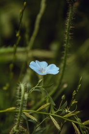 蓝色小花