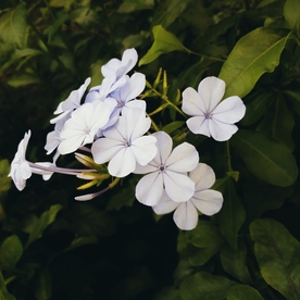蓝雪花