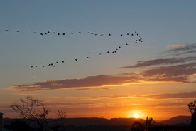 夕阳下飞行的大雁高清