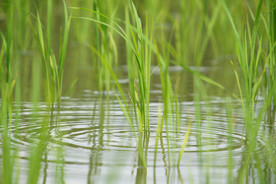 水稻 幼苗