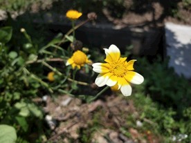 茼蒿菊