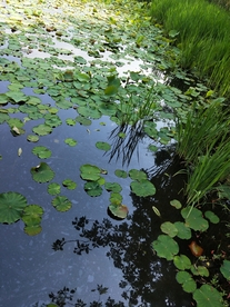 莲池