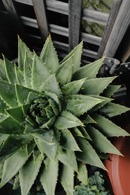 芦荟植物